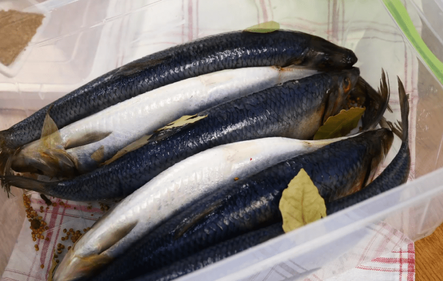 Рецепт малосольной сельди в домашних условиях