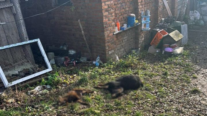 Шокирующие условия в «реабилитационном центре» Хмельницкого: львицы сбежали, погибли животные 8 f03f824ae19e1ae9 e1763315422910